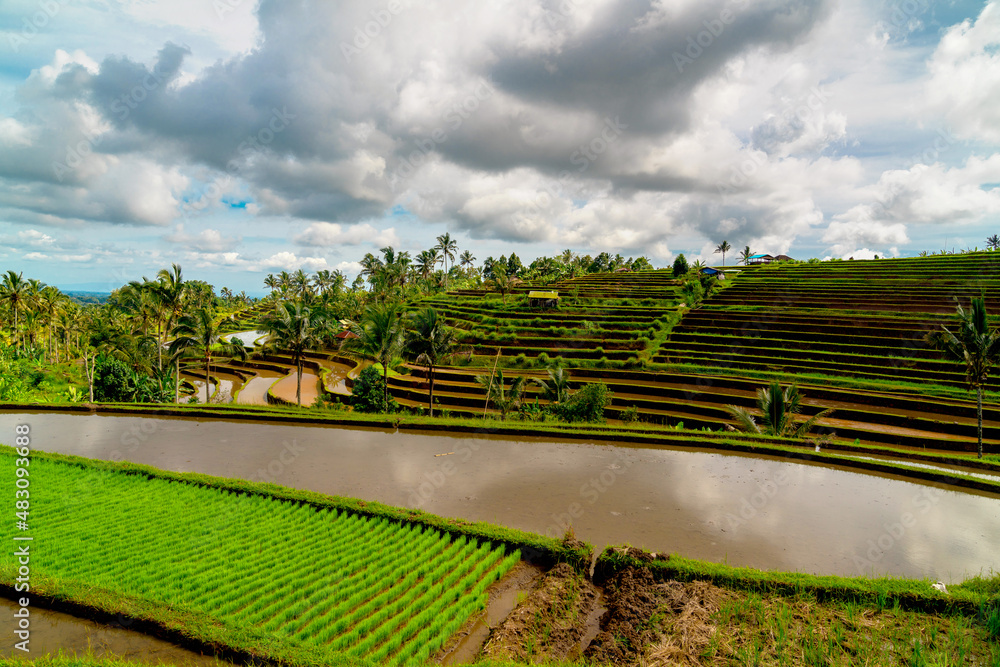 Jatiluwih rice terraces, Bali, Indonesia