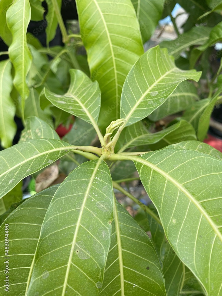 mango leaf in nature garden mango leaf in nature garden