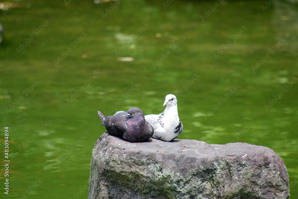 Obraz premium 神戸しあわせの森、番の鳩と亀たち