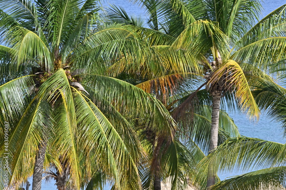 Fototapeta premium exotic paradise beach and resort