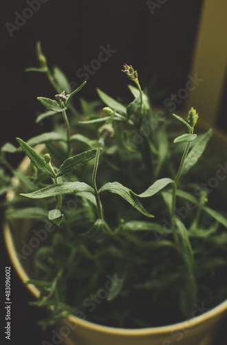 Plant garden on a balcony
