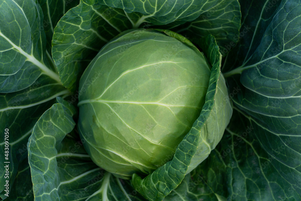 Fototapeta premium head of young green cabbage close-up.