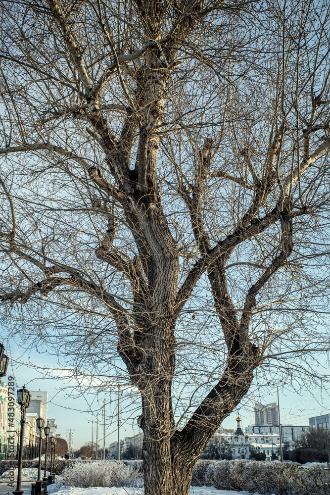 A tree without leaves on the background of a winter urban landscape A tree without leaves on the background of a winter urban landscape