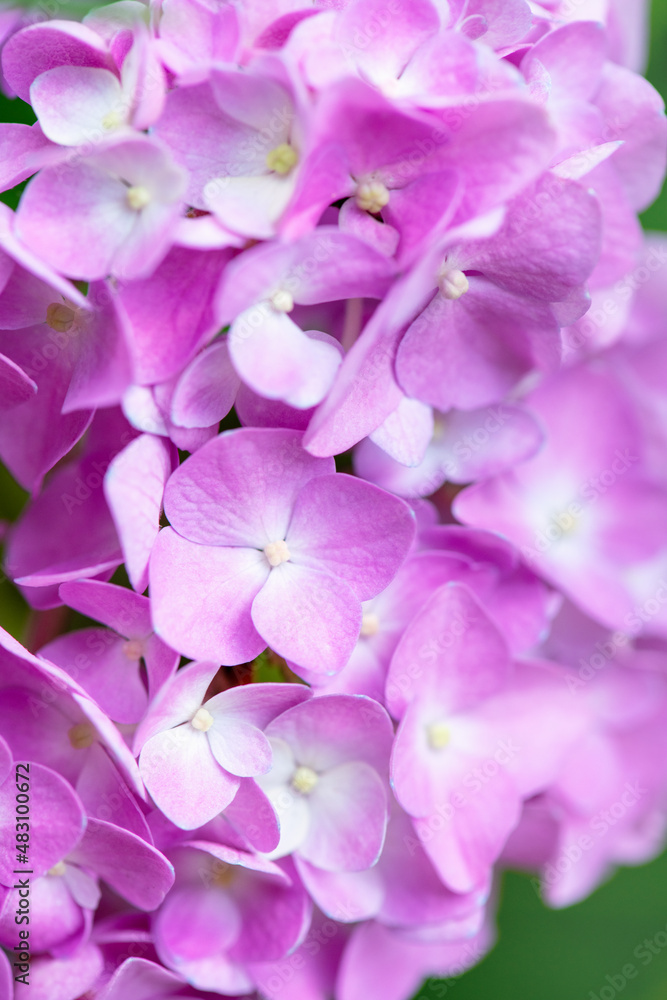 Pink Hydrangea background. Hortensia flowers surface. Pink Hydrangea background. Hortensia flowers surface.