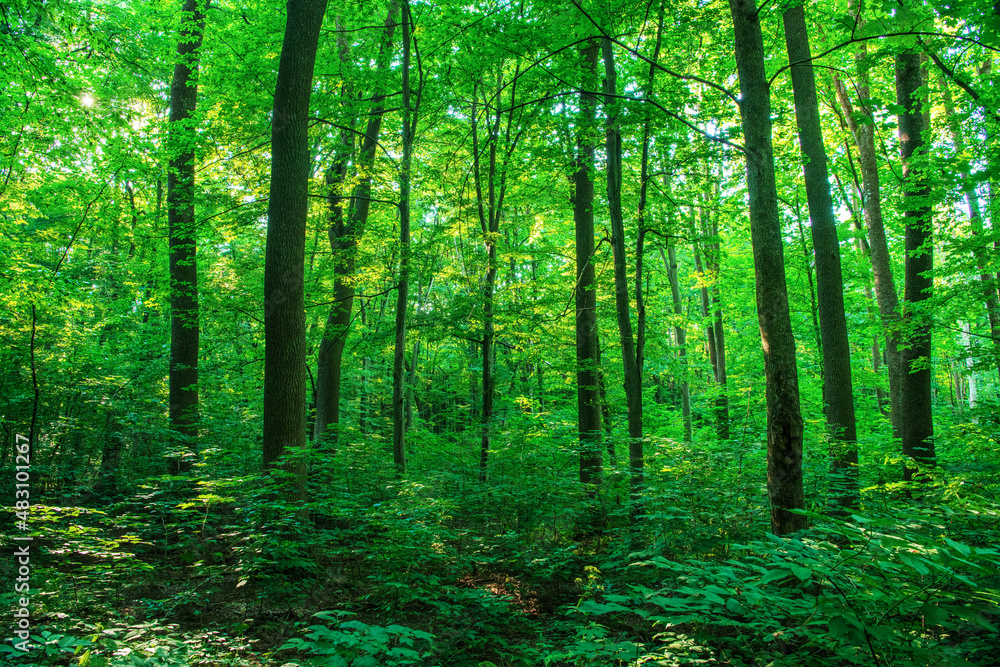 Sunlight in the green forest, spring time Sunlight in the green forest, spring time
