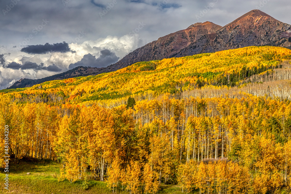 Obraz premium Autumn Aspen Color