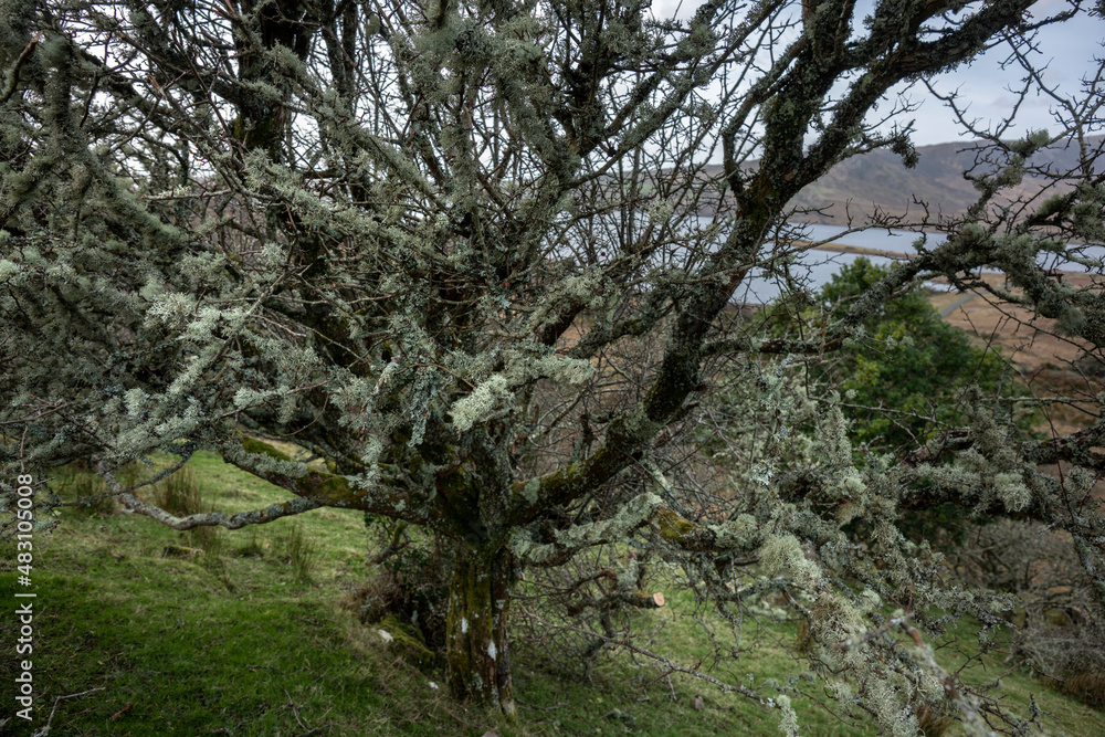 White moss covered tree in Ireland. A sign of clean air.
In the background Lough Feeagh, County Mayo. White moss covered tree in Ireland. A sign of clean air.
In the background Lough Feeagh, County Mayo.