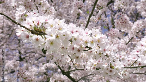 Wallpaper Mural 桜　染井吉野　満開 Torontodigital.ca