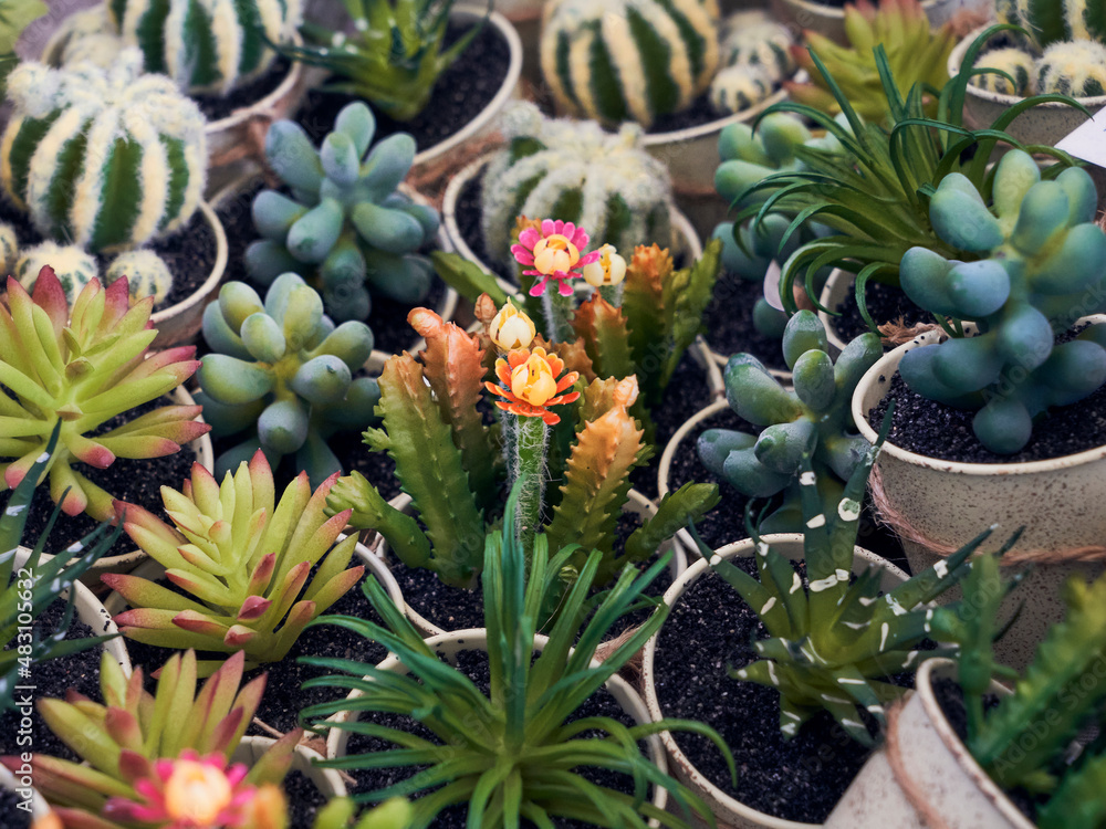 Obraz premium assorted assortment of small cactus decorative plants