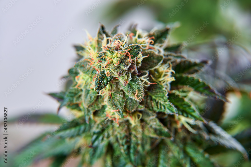 Close-up Hemp cannabis plant and hemp inflorescence with crystal THC.
Marijuana on a gray isolated background.
Crystalline Isolate THC-A and CBD. Close-up Hemp cannabis plant and hemp inflorescence with crystal THC.
Marijuana on a gray isolated background.
Crystalline Isolate THC-A and CBD.