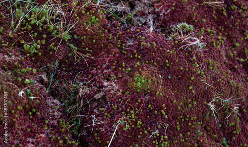Beautifull coloured Red sphagnum mosses on Irish peatlands in Wild Nephin National Park in county Mayo.