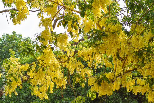 sesonal tree with yellow yellow leaves