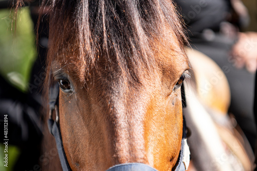 Close-up of Beautiful eyes of a brown horse