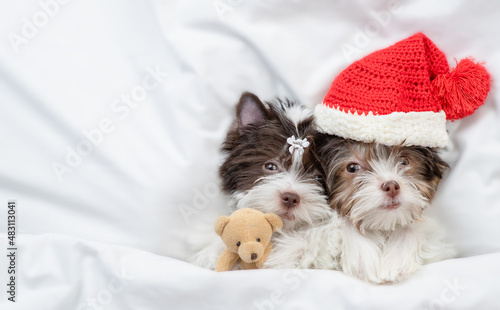 Two Biewer Yorkshire terrier puppies wearing santa hat lying with toy bear under warm blanket on a bed at home. Top down view. Empty space for text
