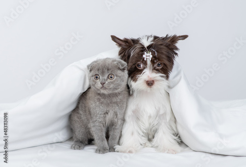 Cute Biewer yorkshire terrier and tiny kitten sit together under warm blanket on a bed at home