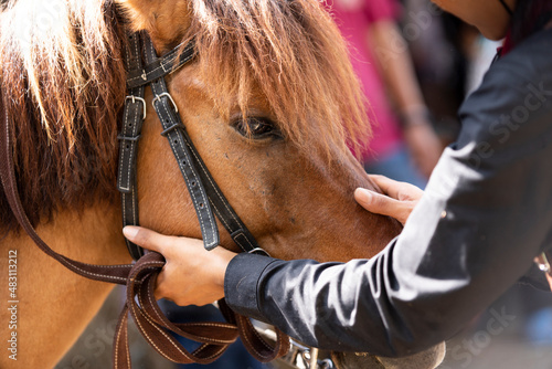 Close-up of a woman touching her horse with her hand with love