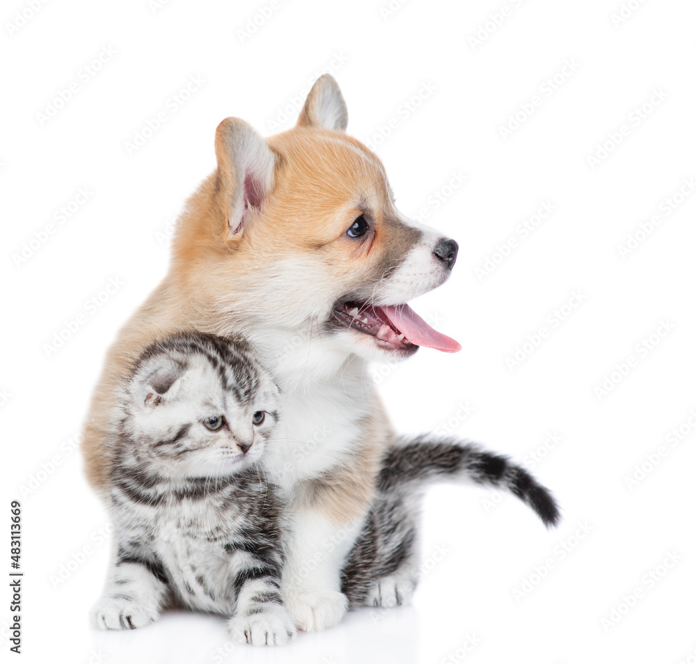 Friendly Pembroke welsh corgi puppy embraces tiny kitten. isolated on white background Friendly Pembroke welsh corgi puppy embraces tiny kitten. isolated on white background