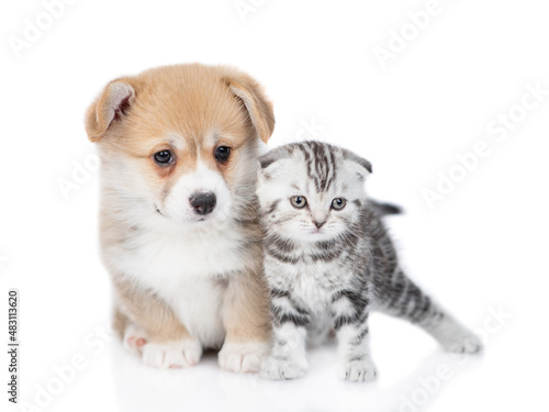 Cute Pembroke welsh corgi puppy and tiny kitten stand together. isolated on white background © Ermolaev Alexandr