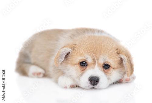 Unhappy tiny Pembroke Welsh Corgi puppy lies in front view. isolated on white background