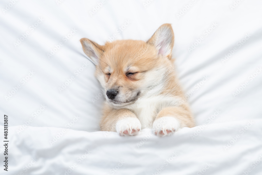 Cute Welsh Corgi puppy sleeps under warm blanket on a bed at home. Top down view Cute Welsh Corgi puppy sleeps under warm blanket on a bed at home. Top down view