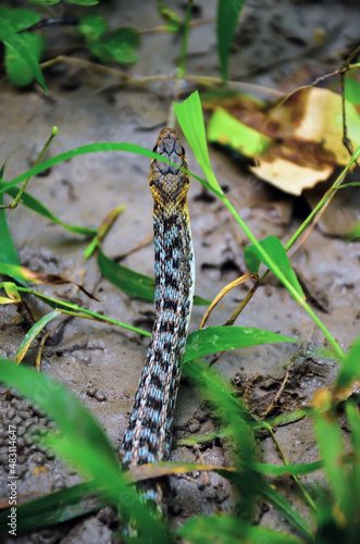 snake crawling on the ground in the jungle. Venomous snake looking for prey in the forest.