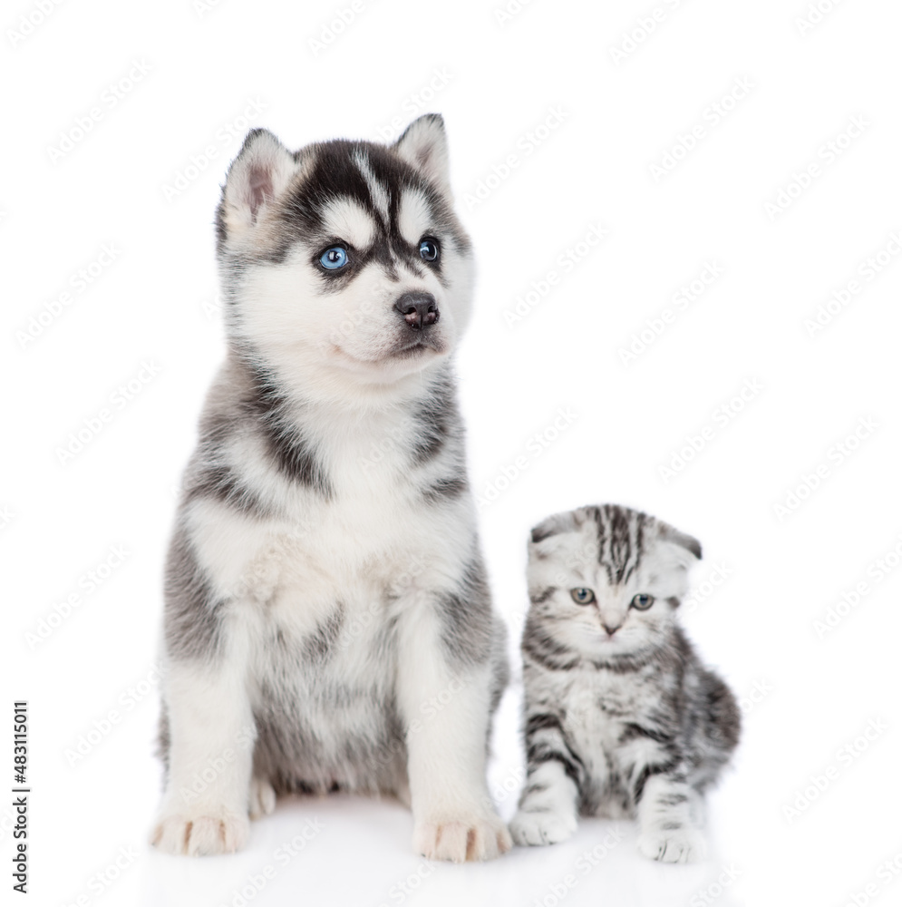 Young Siberian Husky puppy and scottish fold kitten sit together and look at camera. isolated on white background