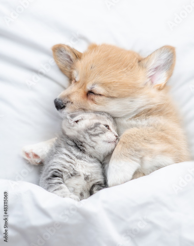 Cozy Pembroke Welsh corgi puppy hugs tiny tabby fold kitten under white warm blanket on a bed at home. Top down view