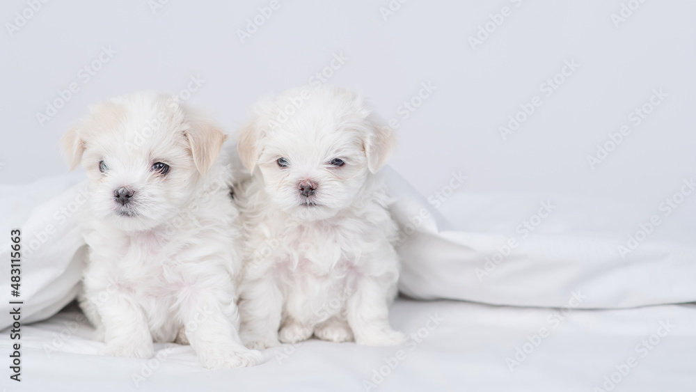 Two cute white Maltese puppies sit under white warm blanket on a bed at home and looks at camera. Empty space for text Two cute white Maltese puppies sit under white warm blanket on a bed at home and looks at camera. Empty space for text