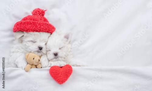 Two cozy Maltese puppies sleep on a bed at home with red heart and toy bear. Top down view. Empty space for text