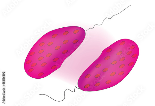 purple bacteria with single flagella  photo
