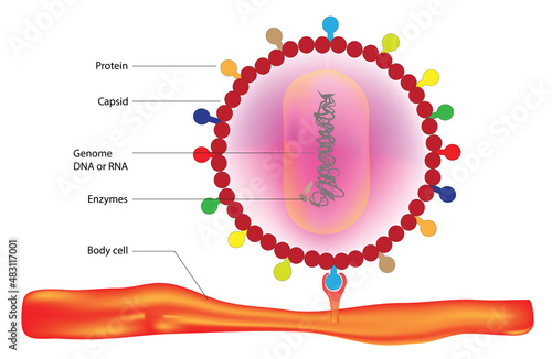 Virus and body cell combination photo