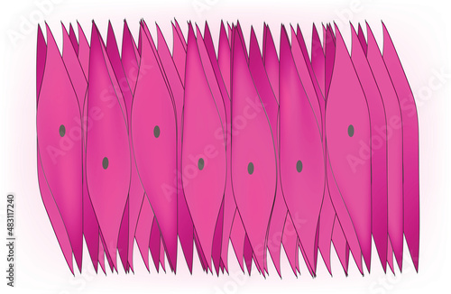 Cluster of smooth muscle cell 