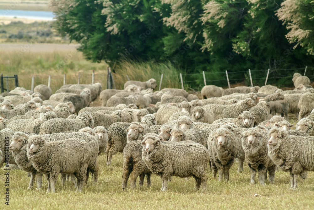 Fototapeta premium Amerique sud Argentine Province Chubut Peninsule Valdes elevage Estancia animaux moutons viandes nourriture laine 