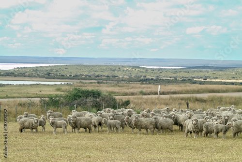 Amerique sud Argentine Province Chubut Peninsule Valdes elevage Estancia  animaux moutons viandes nourriture laine  photo