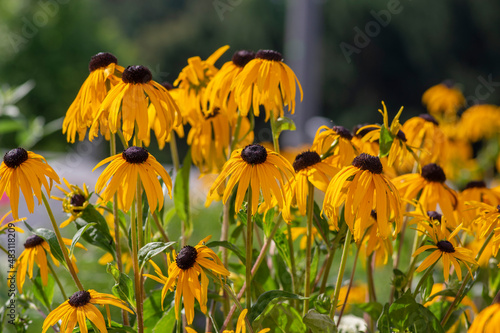 Rudbeckia hirta yellow flower with black brown centre in bloom, black eyed susans flowering in the garden photo