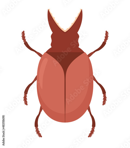 beetle with tweezers