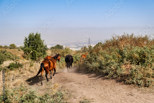 horses on the field