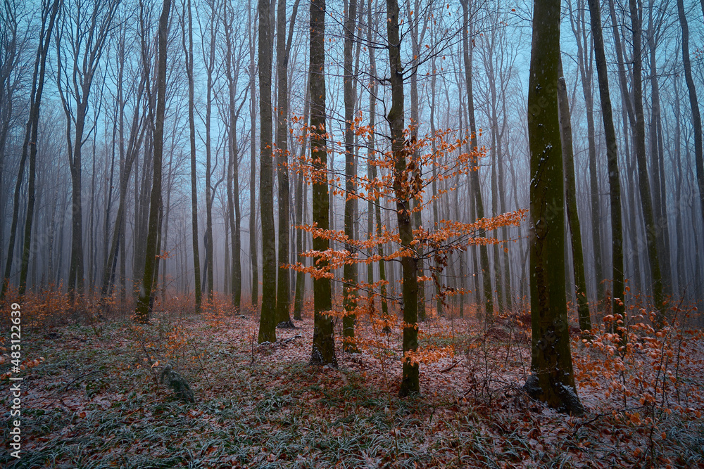 Dark forest in late autumn. Bright orange withered leaves in a blue mist