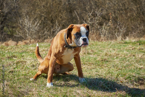 Obraz na płótnie Boxer dog pissing on the grass