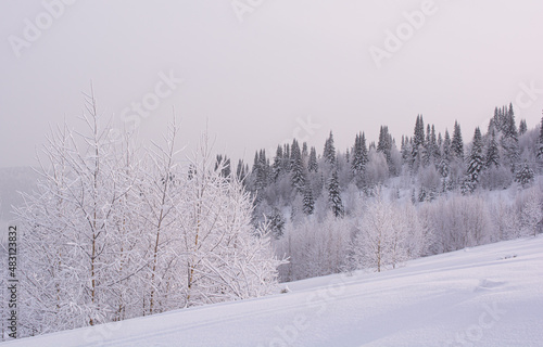 snow covered trees © Evgeniya Pechenina