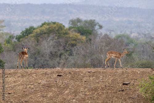 Dik dik african antelope gazelle photo