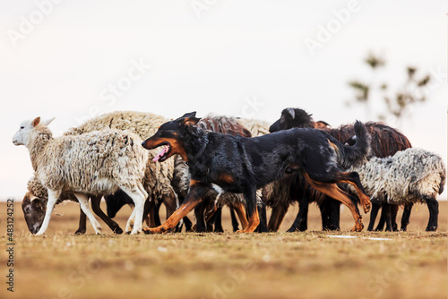 Fényképezés Australian Kelpie, sheepdog there's a flock of sheep running around