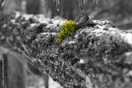 Grünes Moos auf schwarz weiss