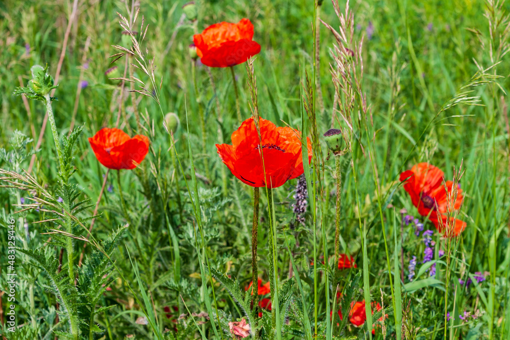Scarlet poppy among the field grasses. The scarlet poppy contrasts with the green grass. Scarlet poppy among the field grasses. The scarlet poppy contrasts with the green grass.