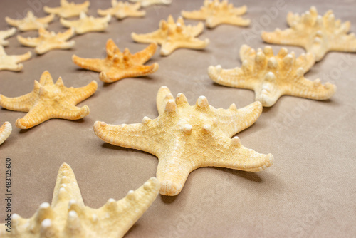 Protoreaster nodosus  commonly known as the horned starfish or chocolate starfish Dried  yellow. Big and small. On a beige background.