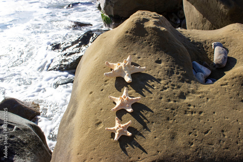 Protoreaster nodosus, commonly known as the horned starfish or chocolate starfish Several pieces on a sea boulder, stone. Big and small. Yellow, plump. Against the backdrop of the sea. photo