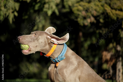 Portrait of a Weimaraner dog with. Hunting dog. Ball in dog's mouth © Инна Мадеева