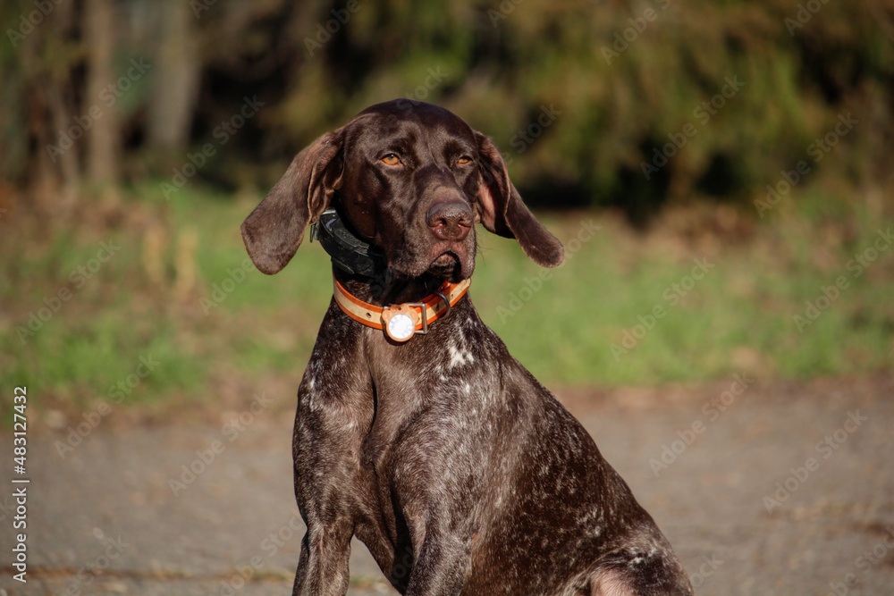 German shorthaired pointer. Kurzhaar. Hunting dog portrait