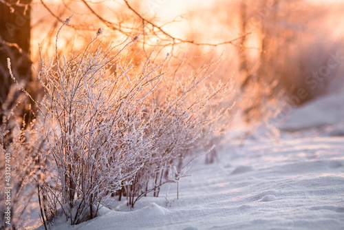 Snowy bushes in the sunset