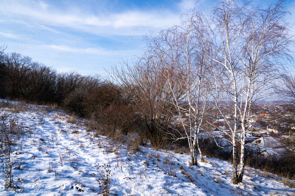 Birches on a hill above a snow-covered city on a sunny winter day Birches on a hill above a snow-covered city on a sunny winter day